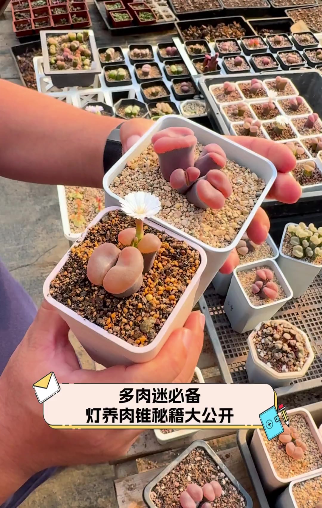 多肉迷必备,灯养肉锥秘籍大公开