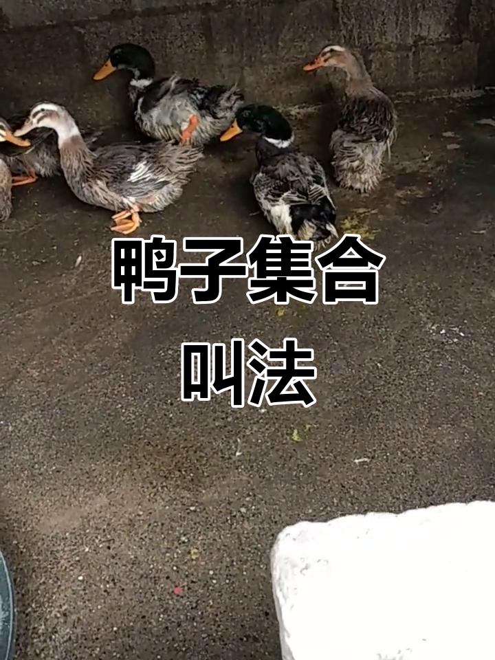 鸭子的呱呱叫声,竟然这么有趣!