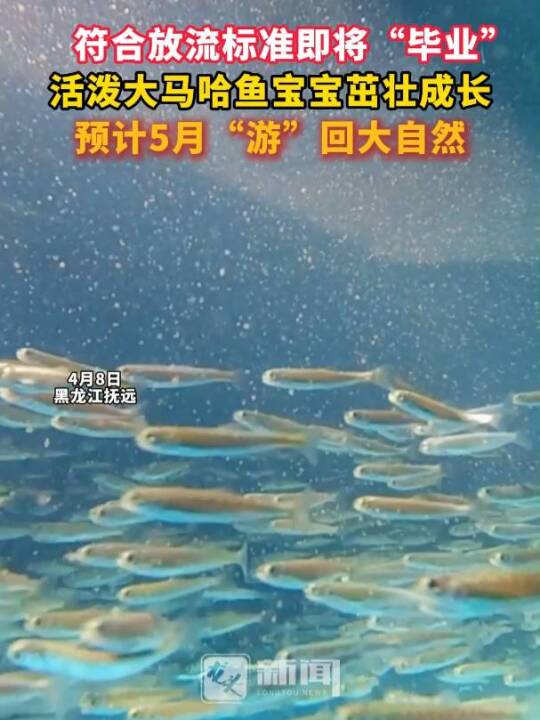 符合放流标准即将“毕业”,活泼大马哈鱼宝宝茁壮成长,预计5月“游”回大自然