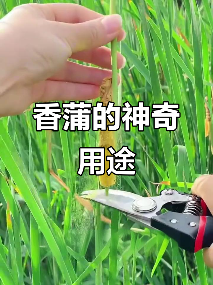 香蒲:嫩茎做菜,叶子编织成宝