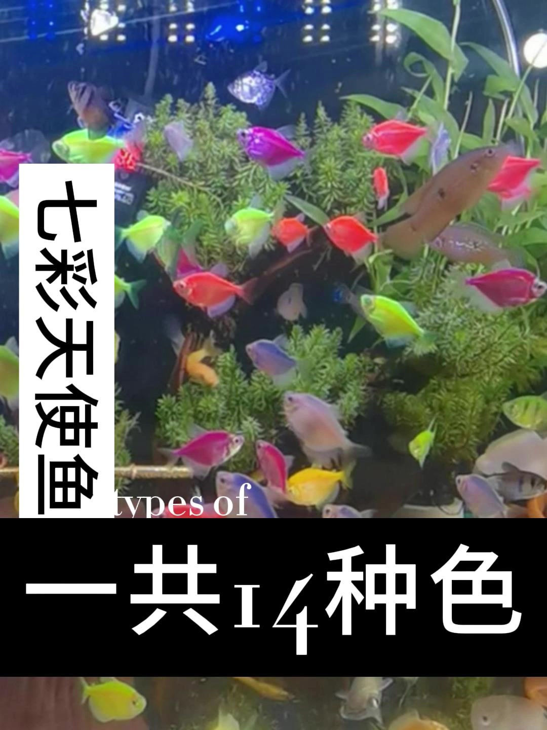七彩天使鱼有两个色系每个色系均为7种颜色一共可以饲养14个不