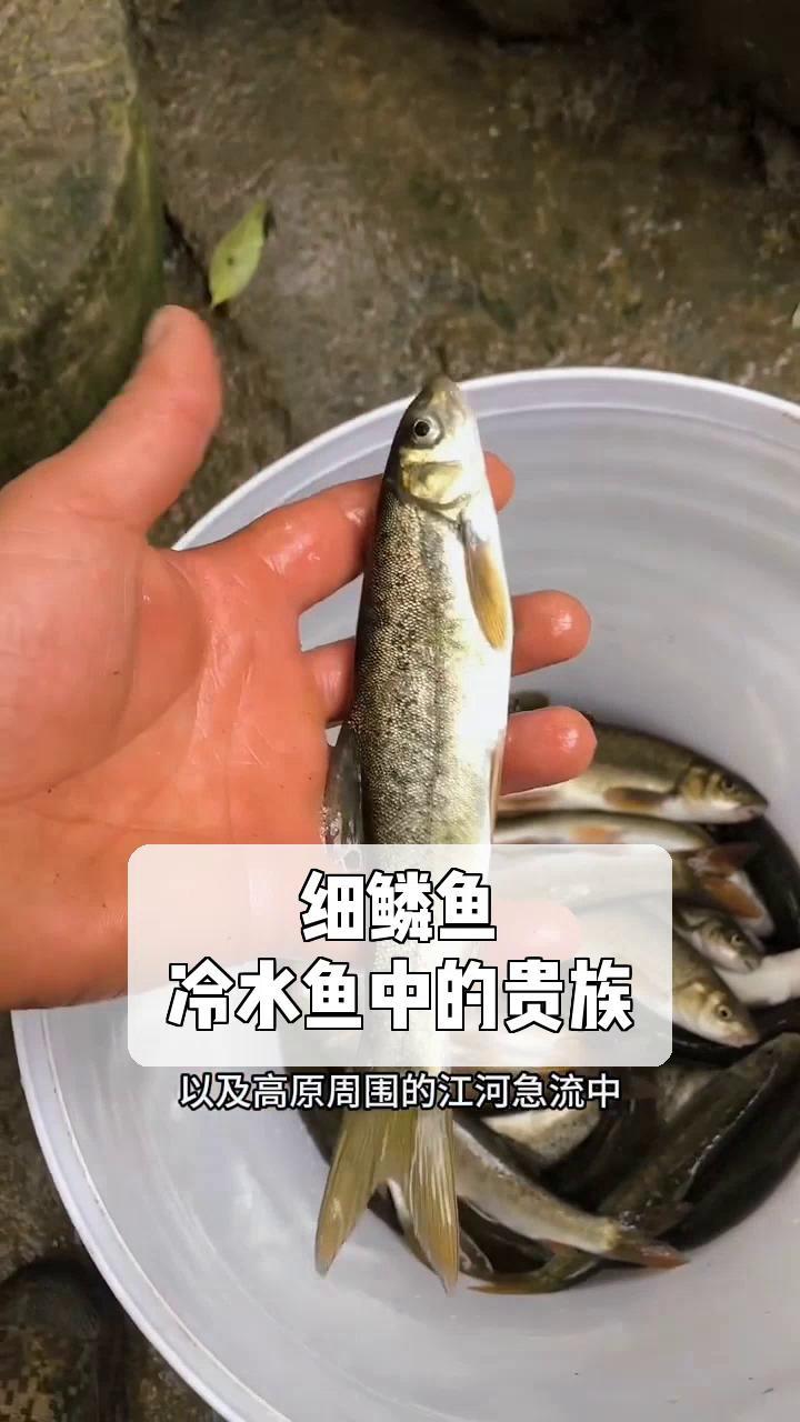 细鳞鱼,冷水鱼中的贵族