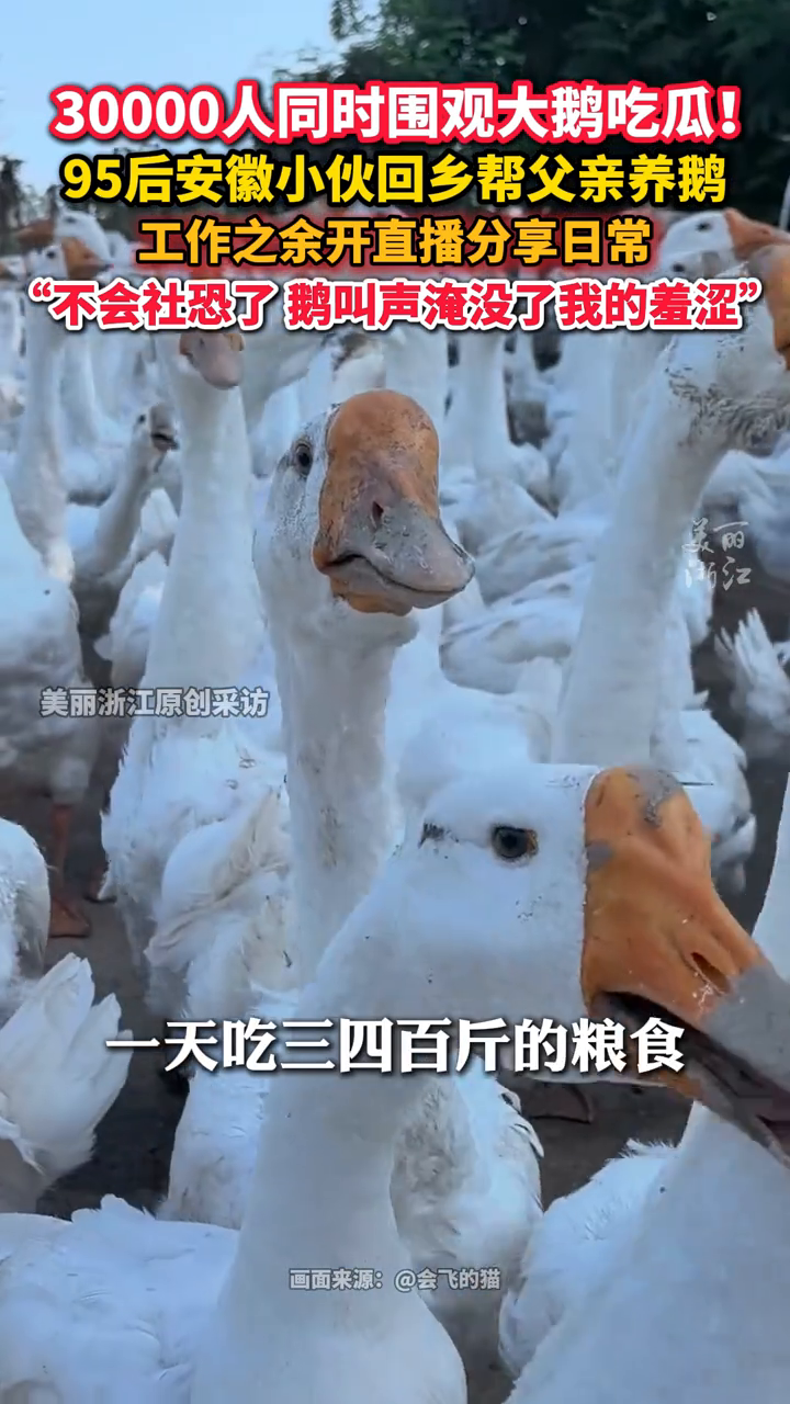 小伙回乡帮父亲养鹅闲余分享日常，竟有3万网友同时围观大鹅吃瓜
