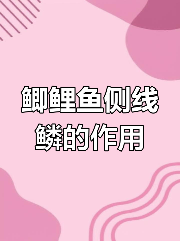 鲫鱼鲤鱼的侧线鳞到底有啥用?揭秘它们的“耳朵”功能