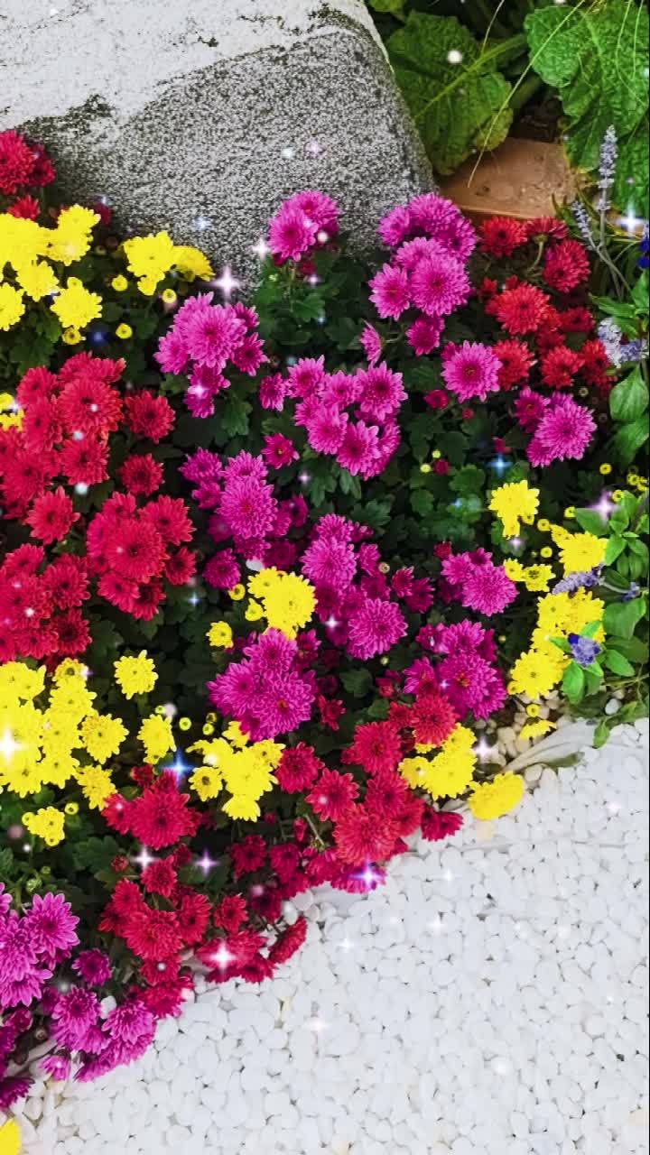 菊花展 好看的花一定要分享给你 花开富贵好运来