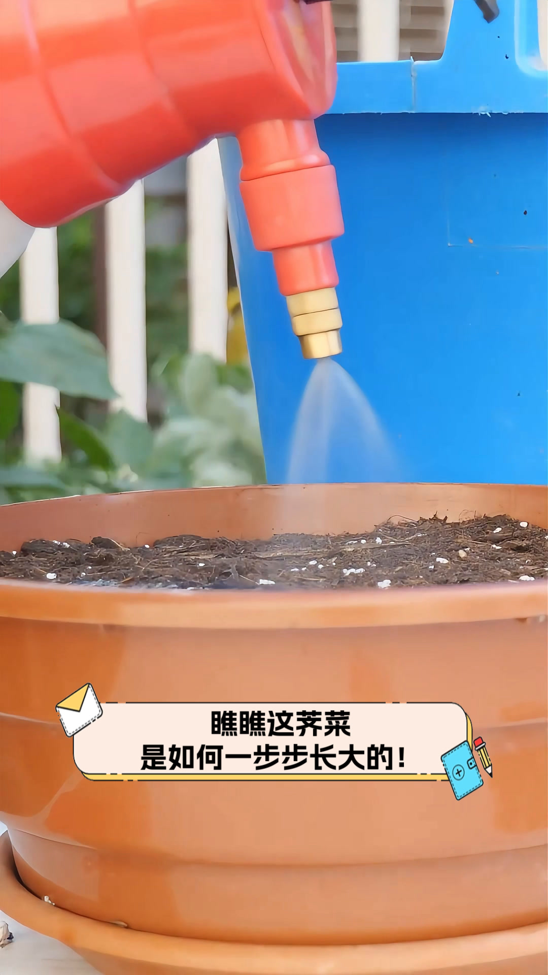 瞧瞧这荠菜,是如何一步步长大的!