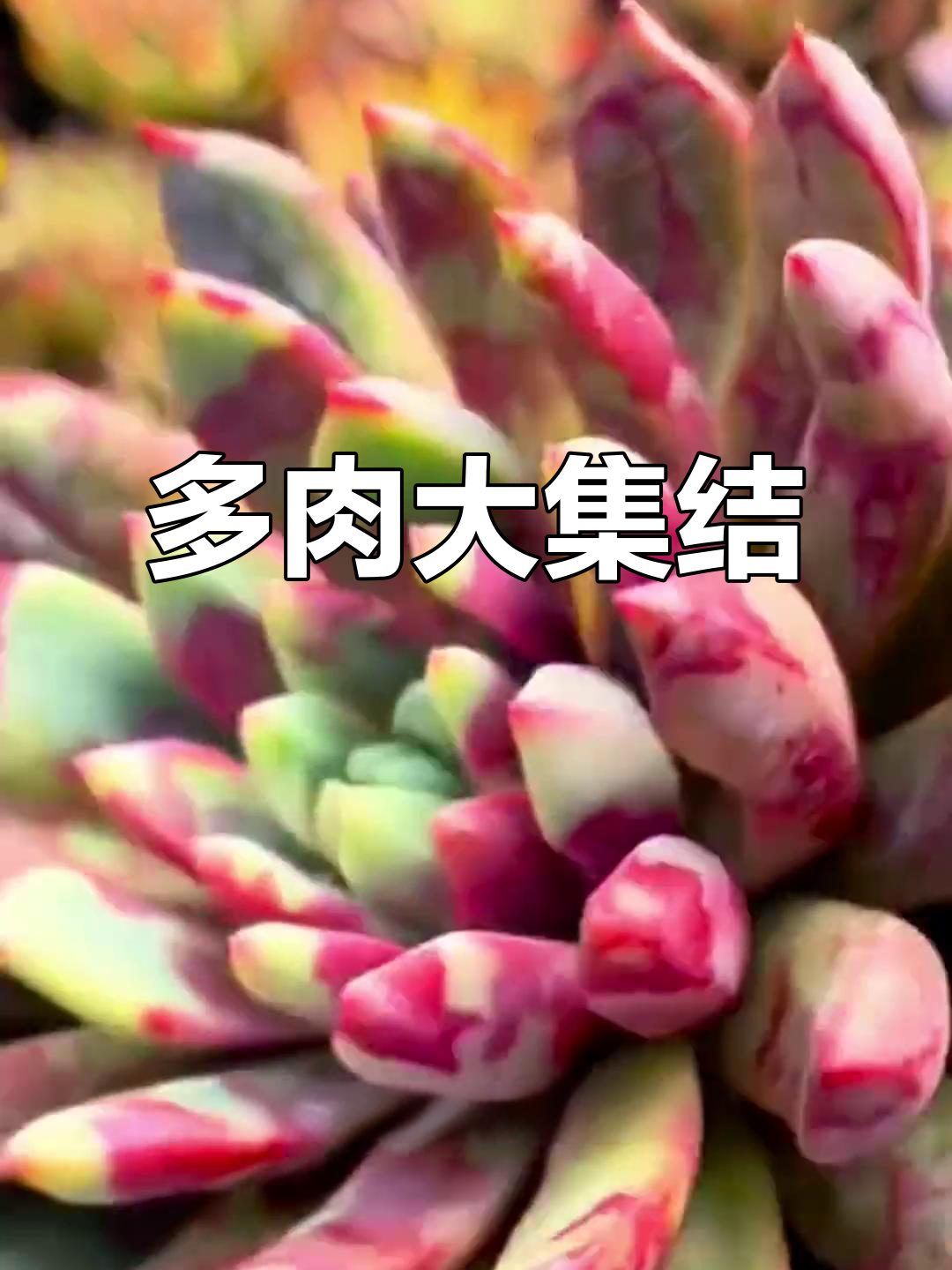 100种多肉，视频放不下！喜欢的话继续更新