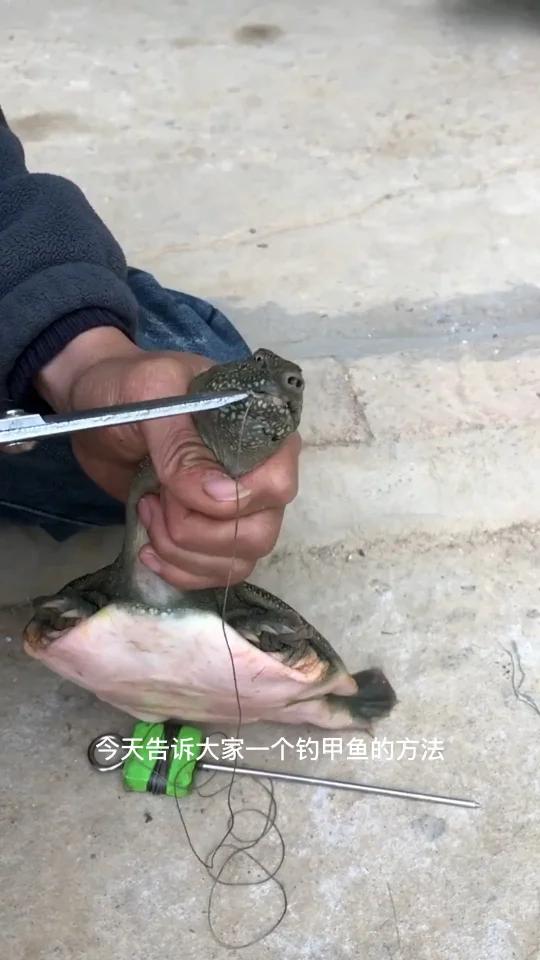 钓甲鱼方法