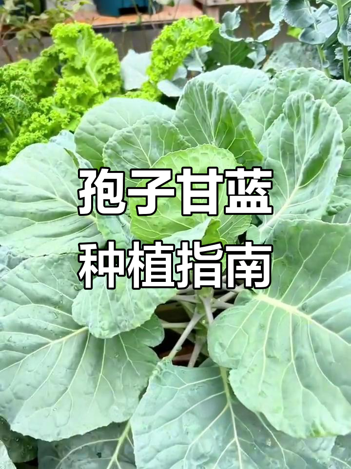 7月孢子甘蓝种植全攻略:从育苗到收获