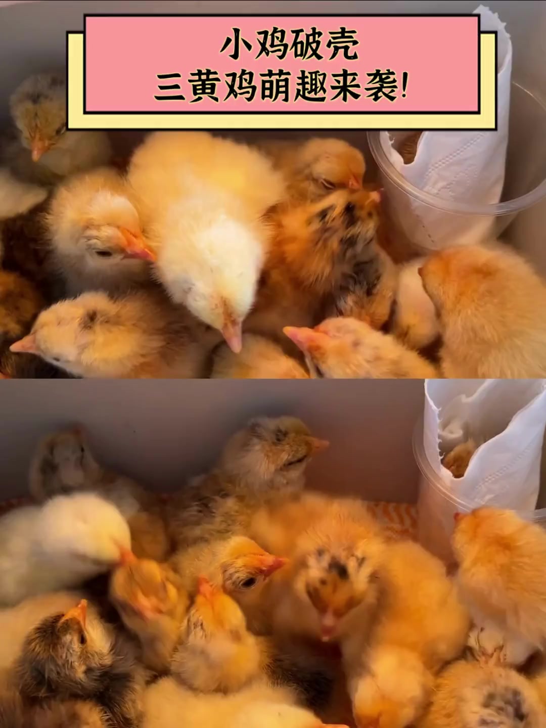 小鸡破壳,三黄鸡萌趣来袭!