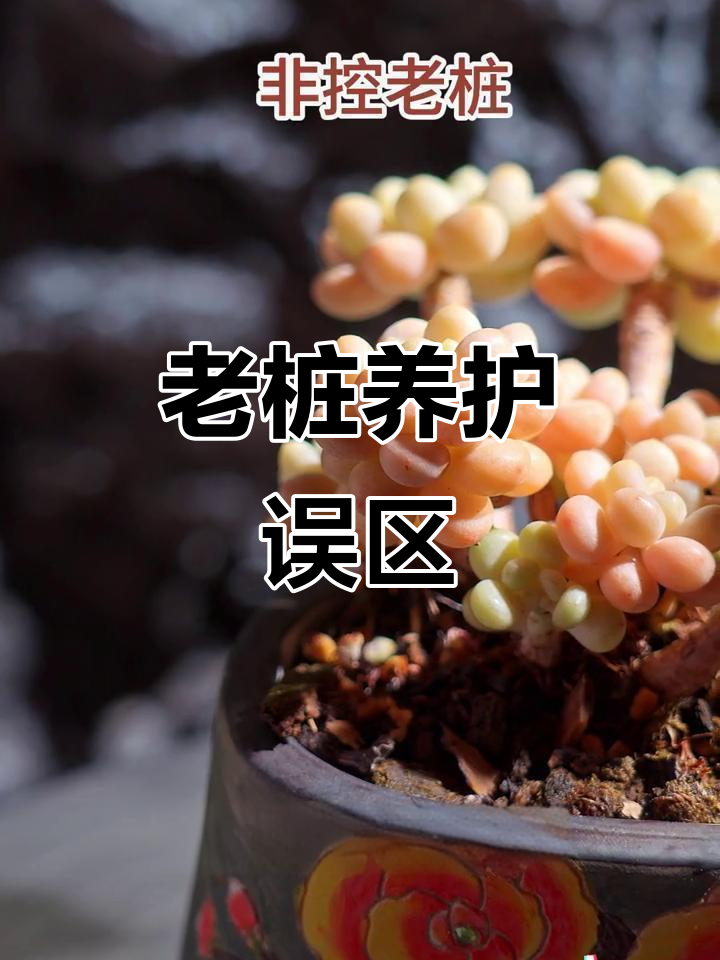 真正的老桩多肉难寻,控养反而容易让杆子萎缩