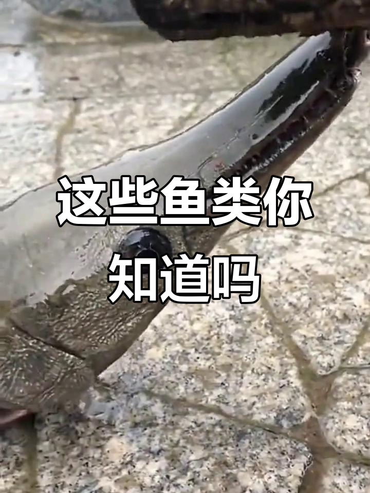 江豚、青龙棒与鳄雀鳝:这些鱼你了解吗?
