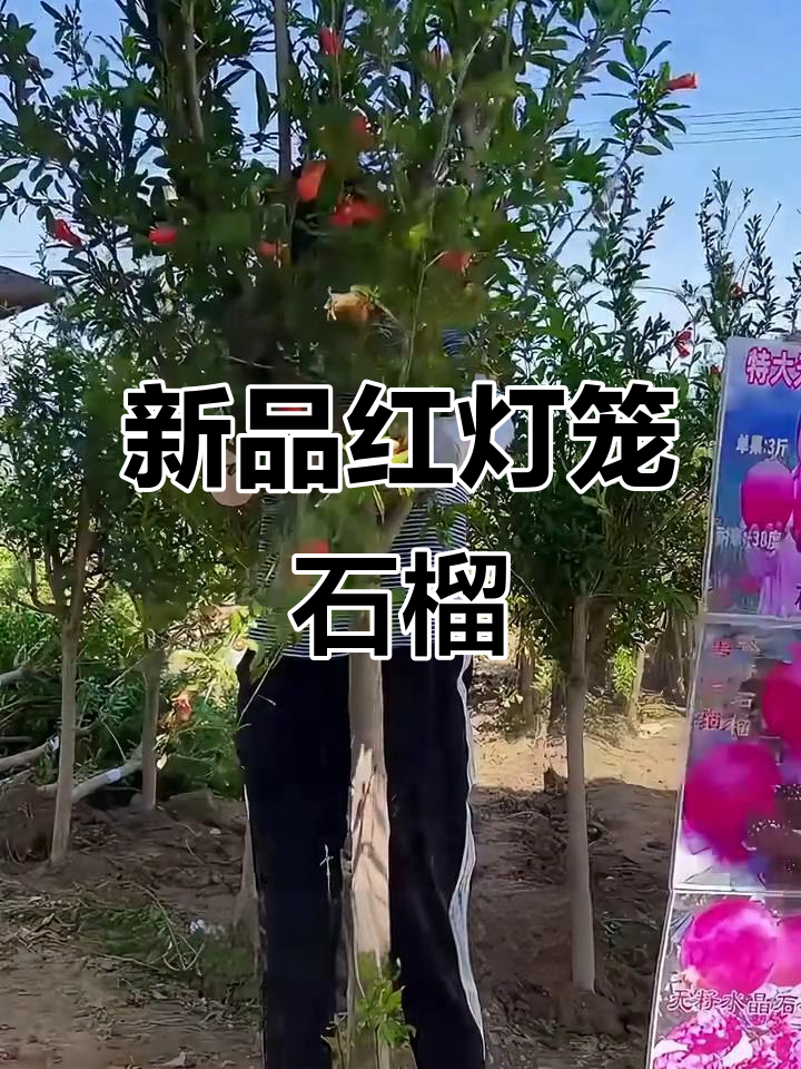 云南新品种红灯笼石榴,耐寒易种,庭院盆栽皆宜