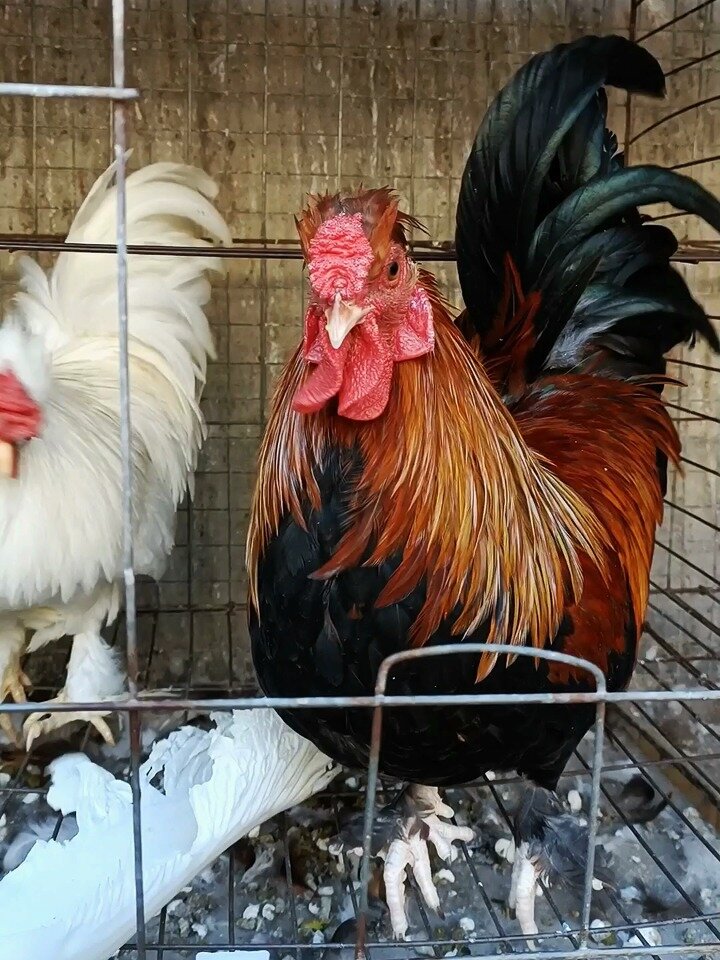 如意招财鸡,欢天又喜地