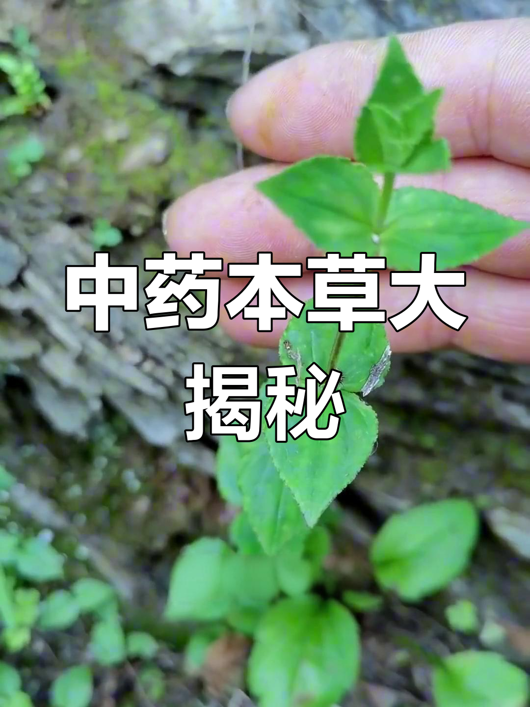 紫苏、川芎等十种常见中草药实拍,带你了解它们的真实面貌