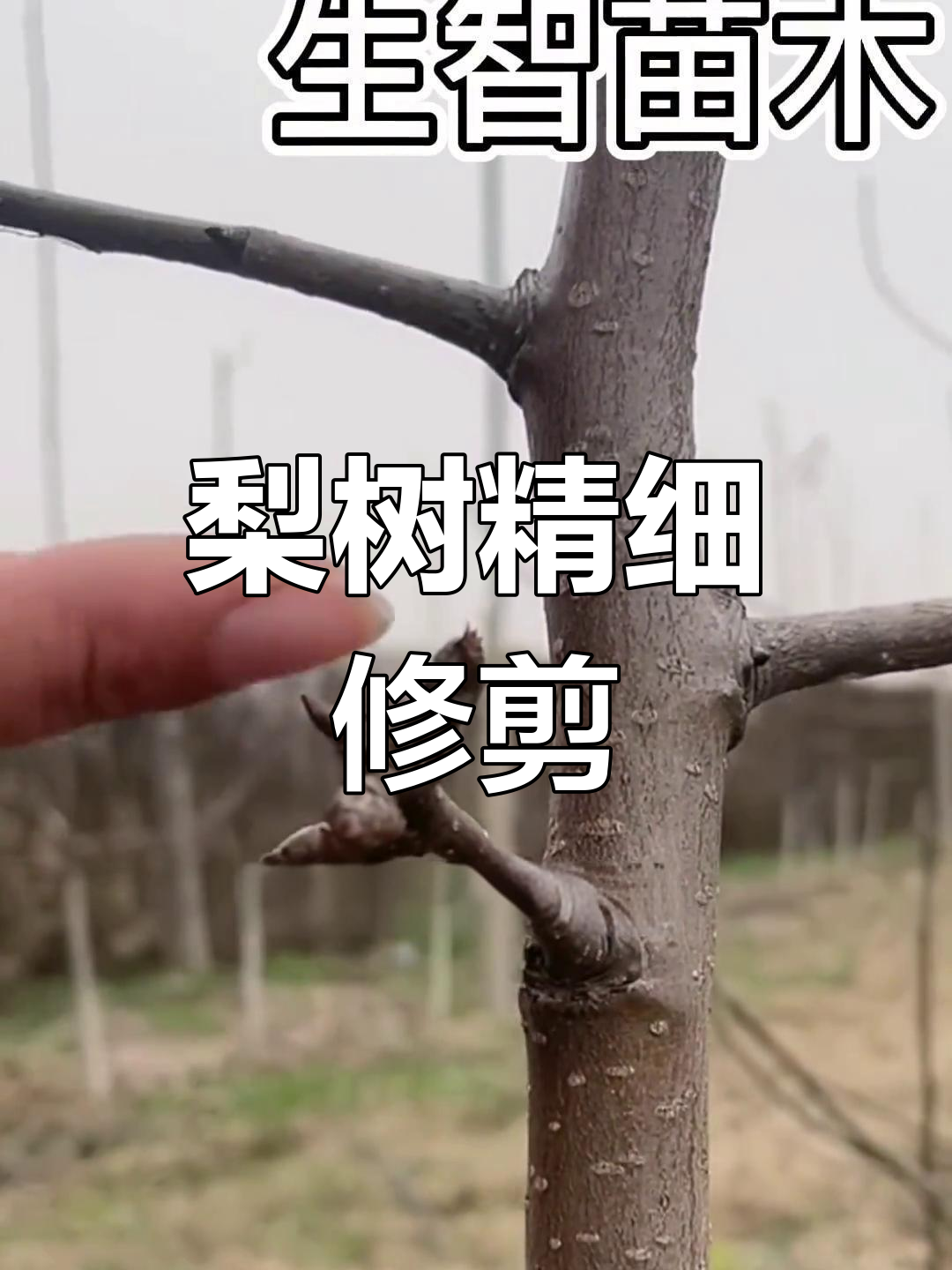梨树鸡爪枝修剪技巧,提升结果质量