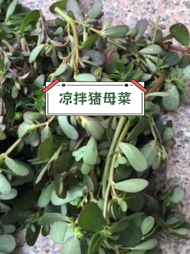 山埂采摘的猪母菜,凉拌后竟有保健功效