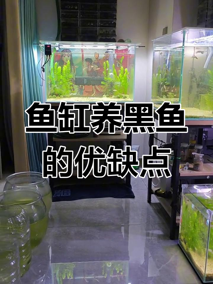 黑鱼适合在鱼缸养殖吗?