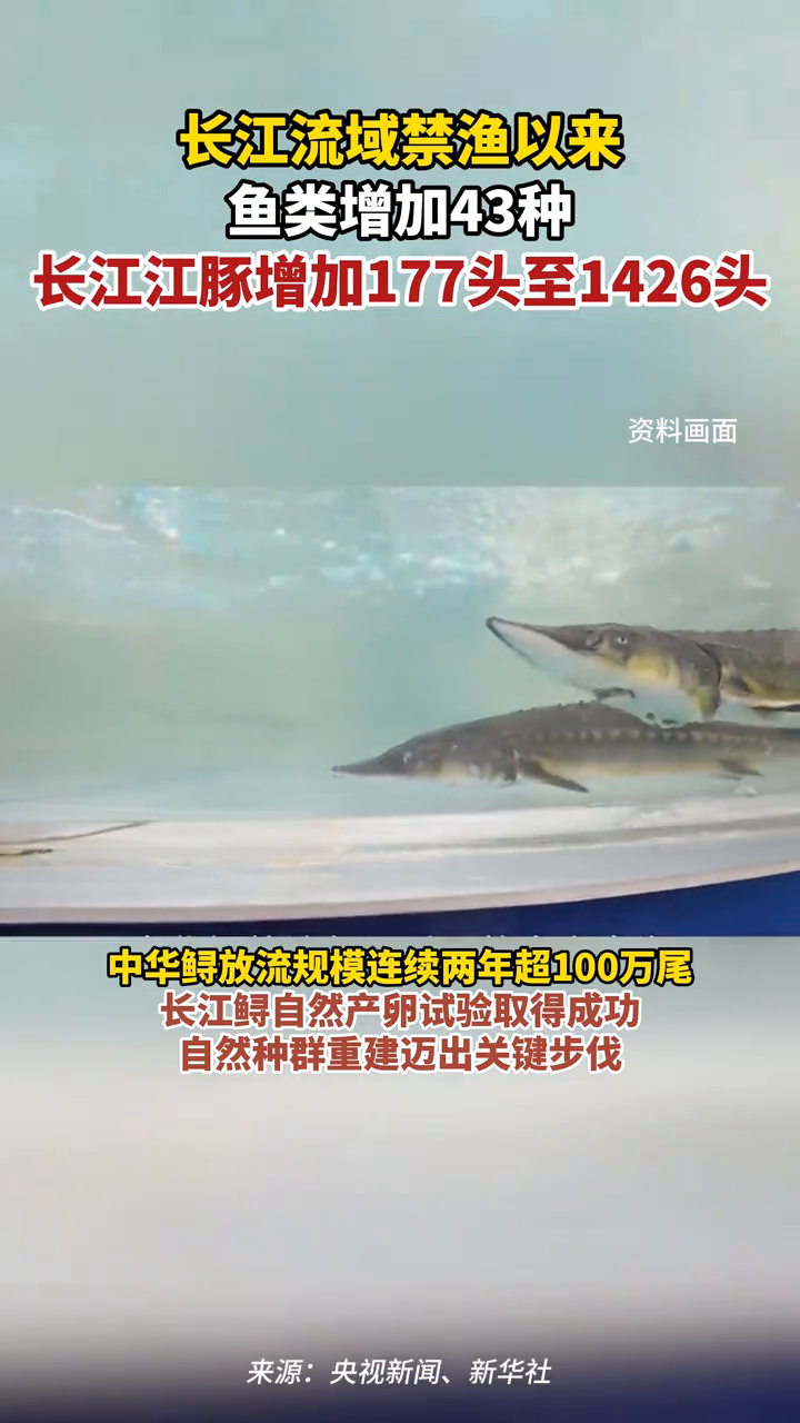 长江流域禁渔以来,鱼类增加43种,长江江豚增加177头