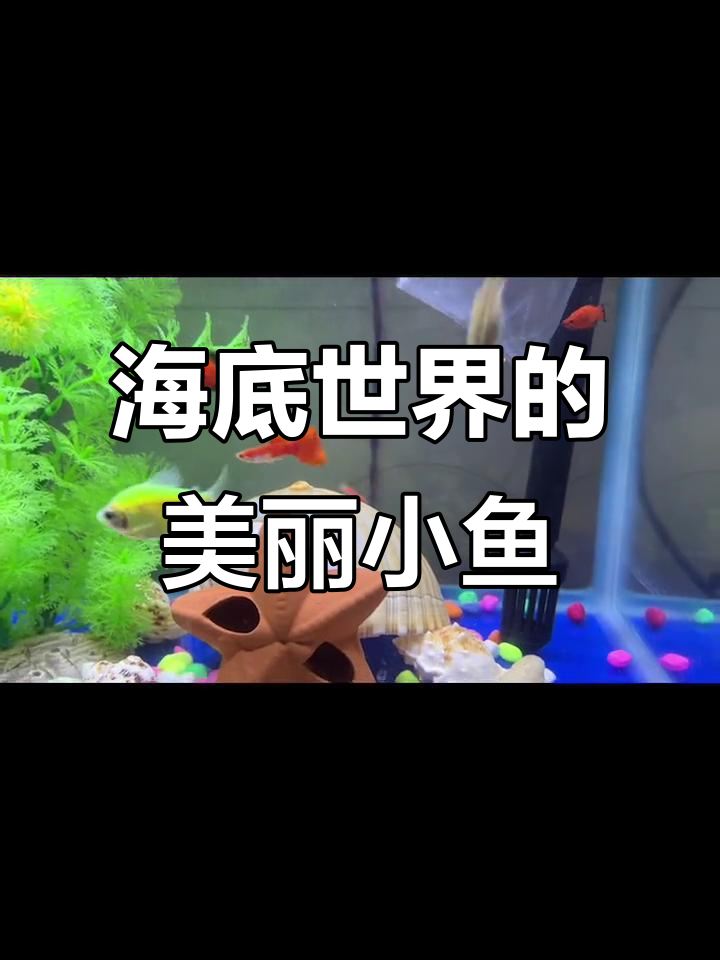 彩裙鱼与花斑马共舞海底,育儿日常大揭秘