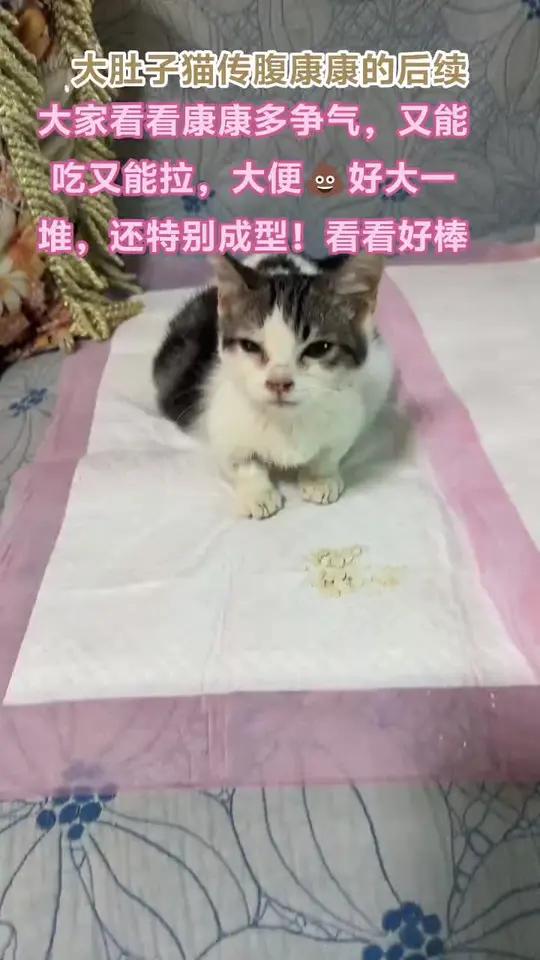 真的太心疼康康了这么乖这么懂事的毛孩子原主人怎么舍得给扔出来呢?你要是养不了矮脚的猫就不要