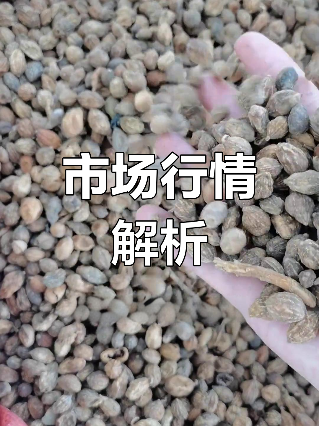 2022年7月,广西市场香砂、益智等药材价格波动分析