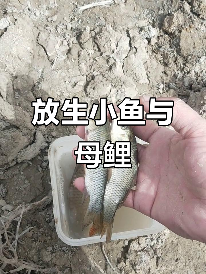 小鱼放生,大鲤甩子!野钓收获满满