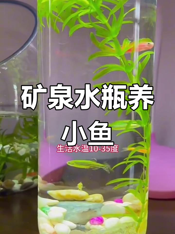 用矿泉水瓶养四种迷你观赏鱼,轻松上手!