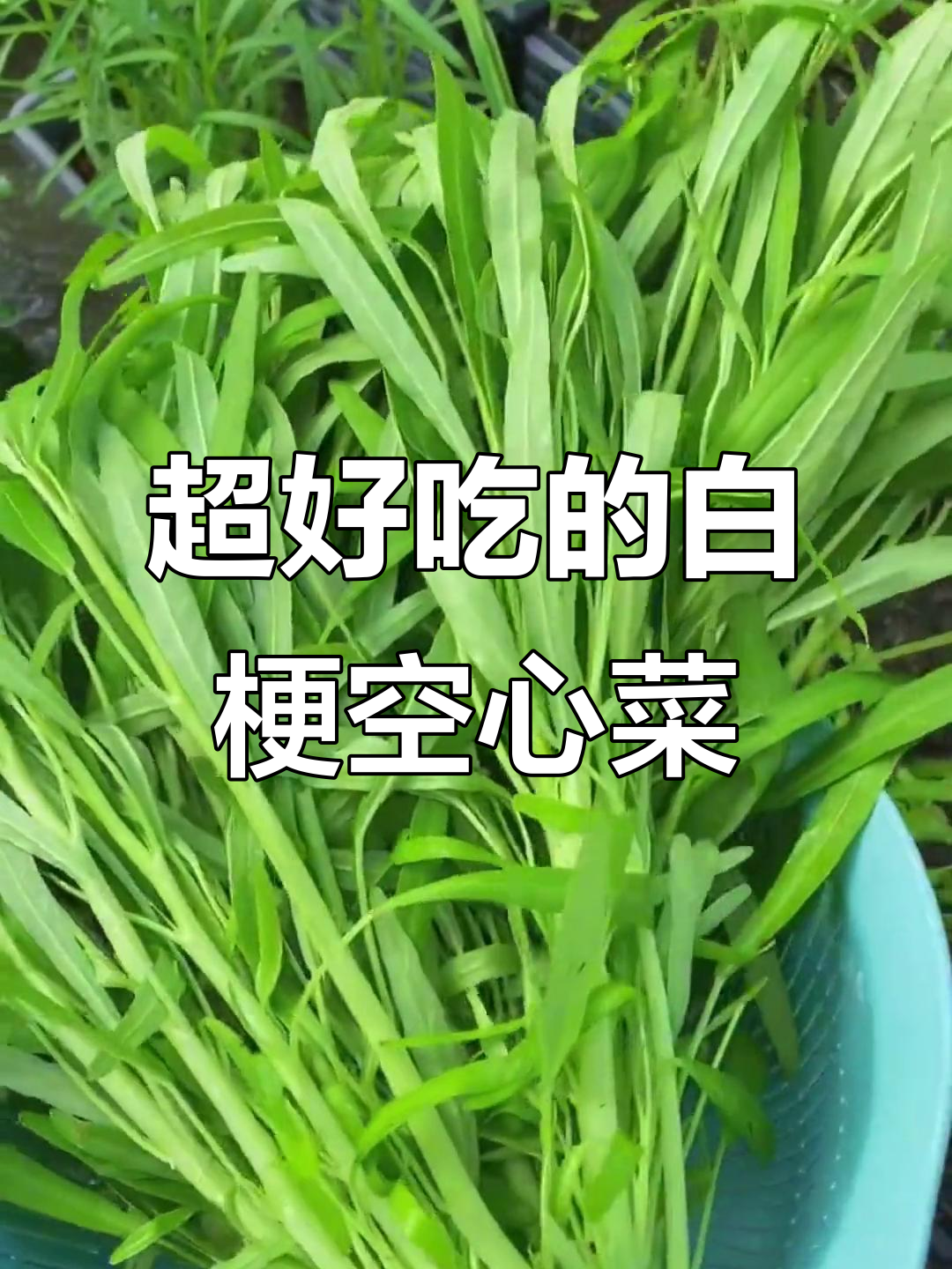 柳叶空心菜,口感脆嫩,阳台小院必种!