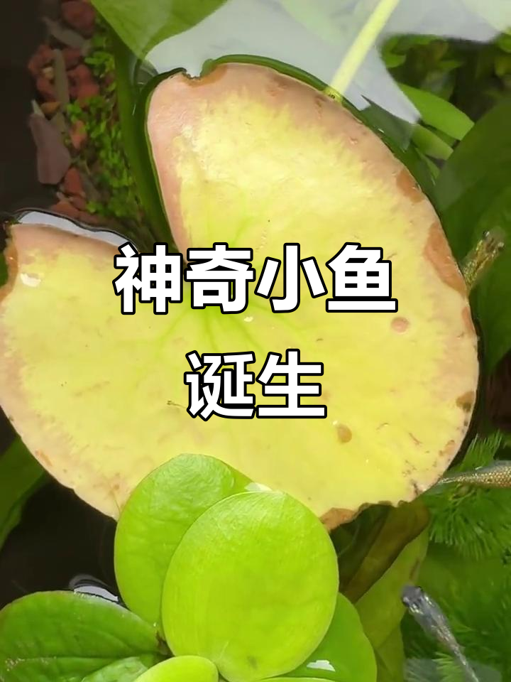 小鱼刚出生，竟然藏在这片叶子下！