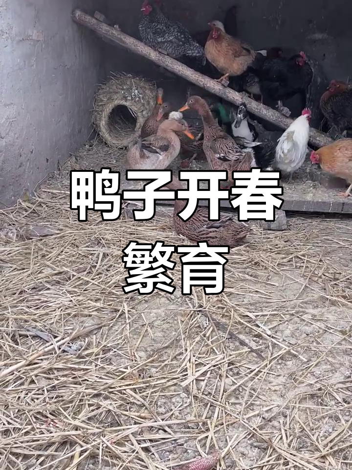 金定鸭七个月大,加豆粕准备产蛋