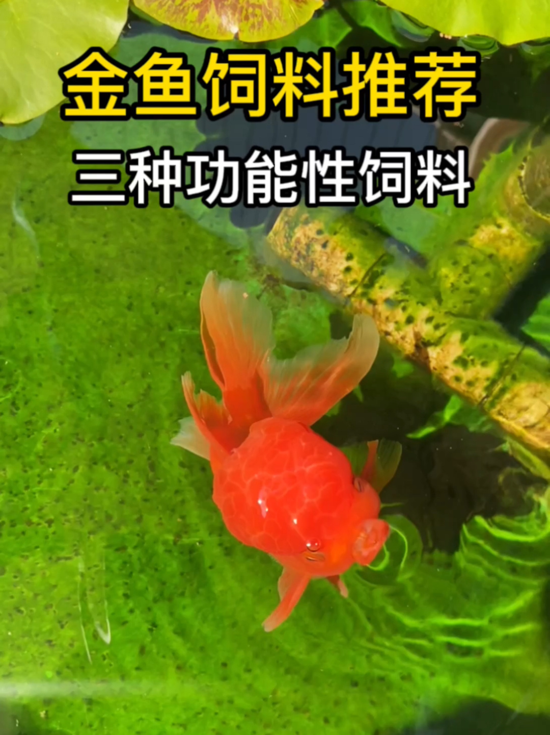 金鱼饲料推荐,三种功能性很强的饲料分享