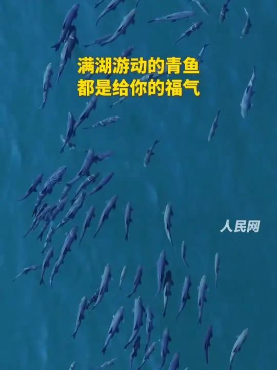 在抚仙湖看到了大鱼海棠!好美的“青鱼阵”,见者好运!(人民网)