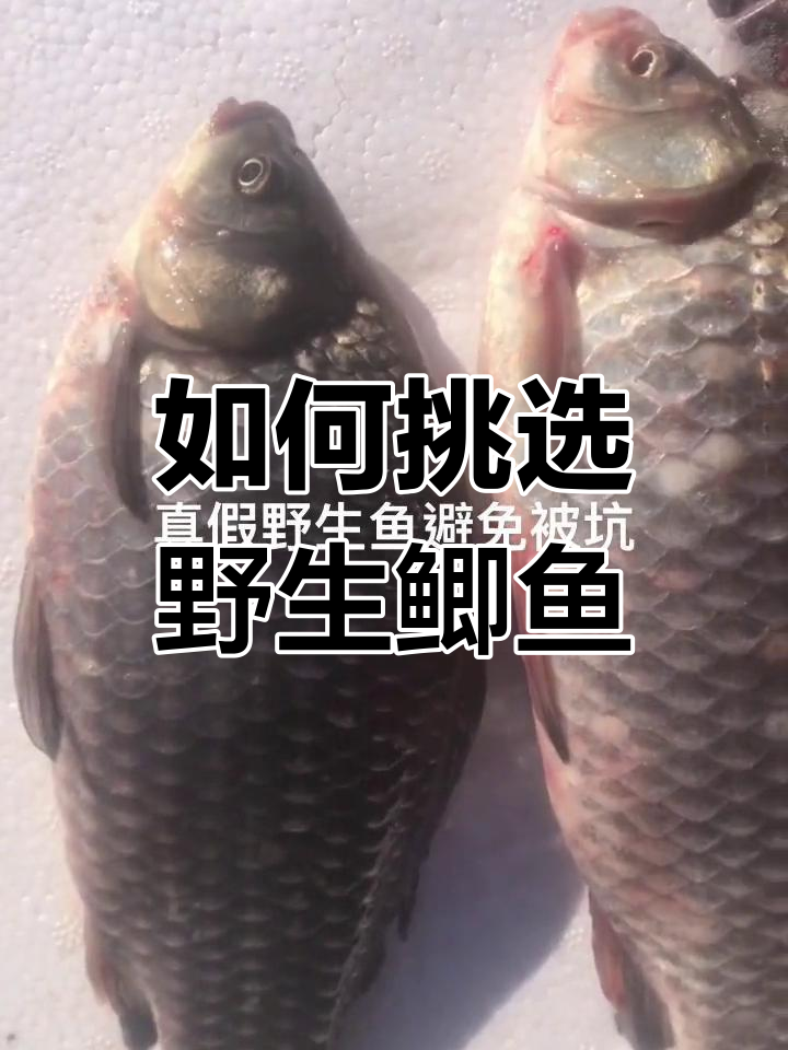 野生鲫鱼与养殖鱼的辨别技巧