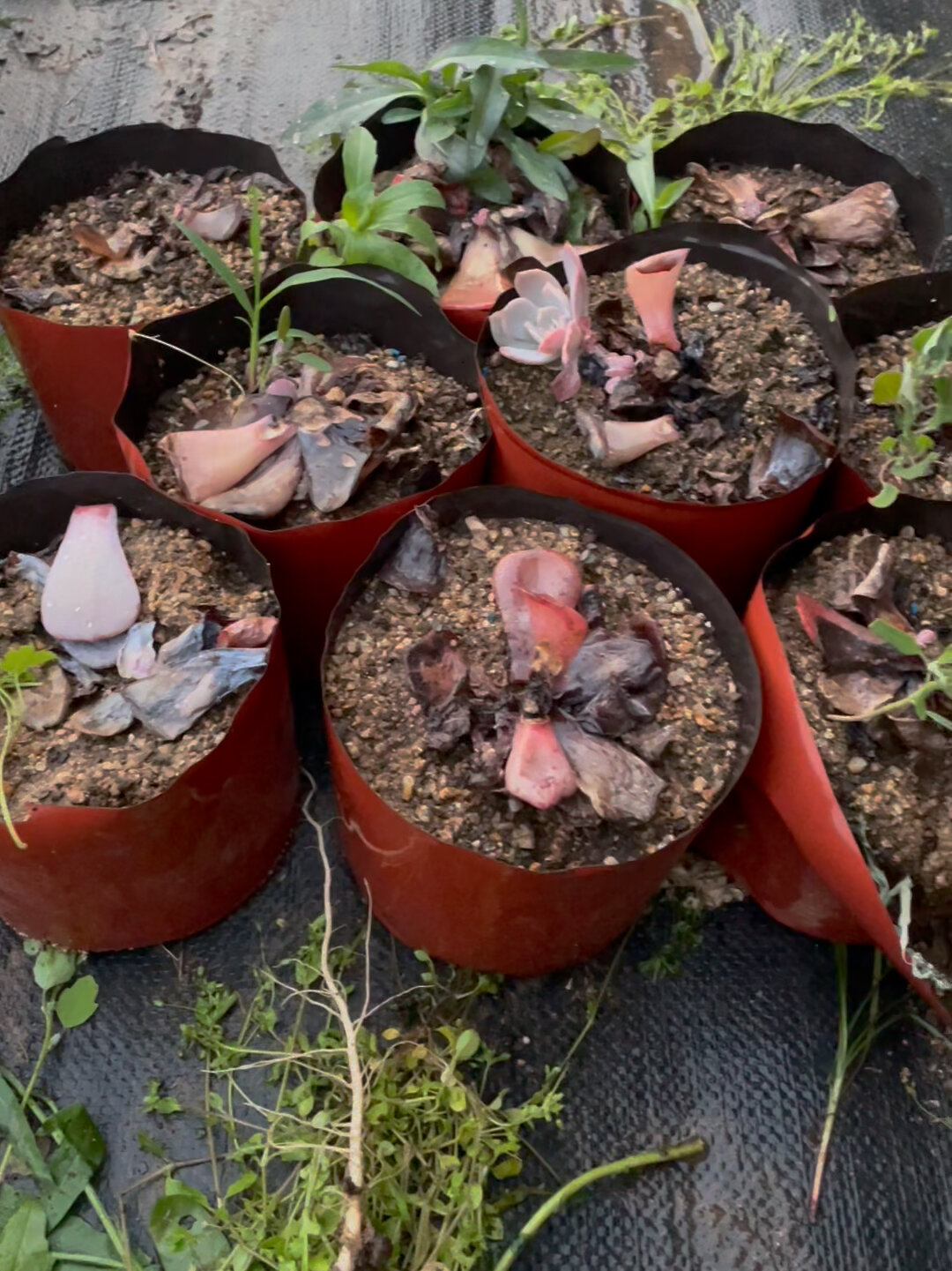 已列入黑名单的多肉——红粉台阁