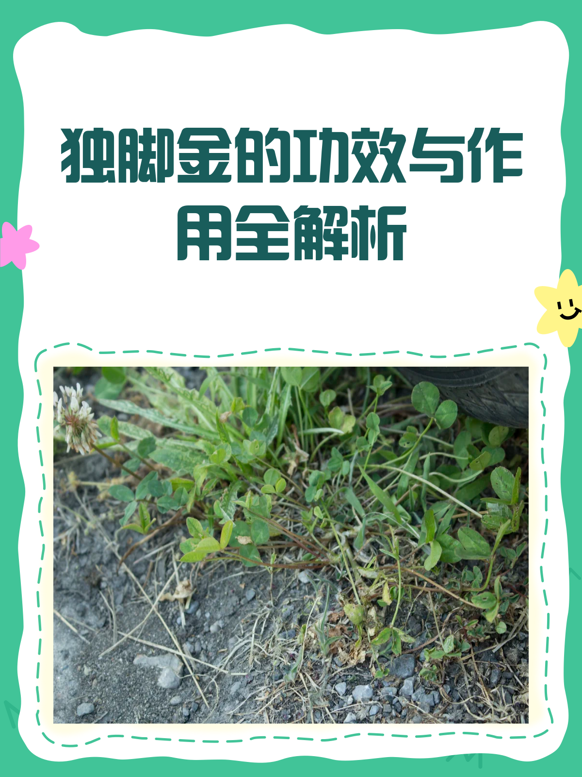 独脚金：清热消积的神奇中草药