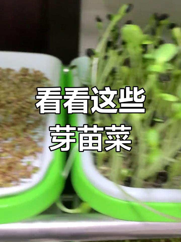 各种芽苗菜大揭秘,晚餐吃什么不重要了!