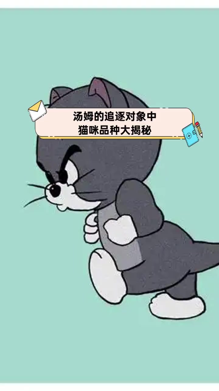 汤姆的追逐对象中猫咪品种大揭秘