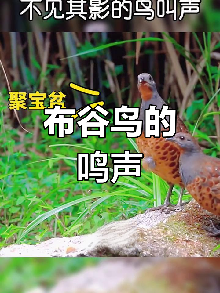 童年记忆中的布谷鸟叫声