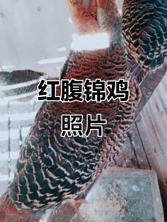 红腹锦鸡高清图片，美丽瞬间不容错过