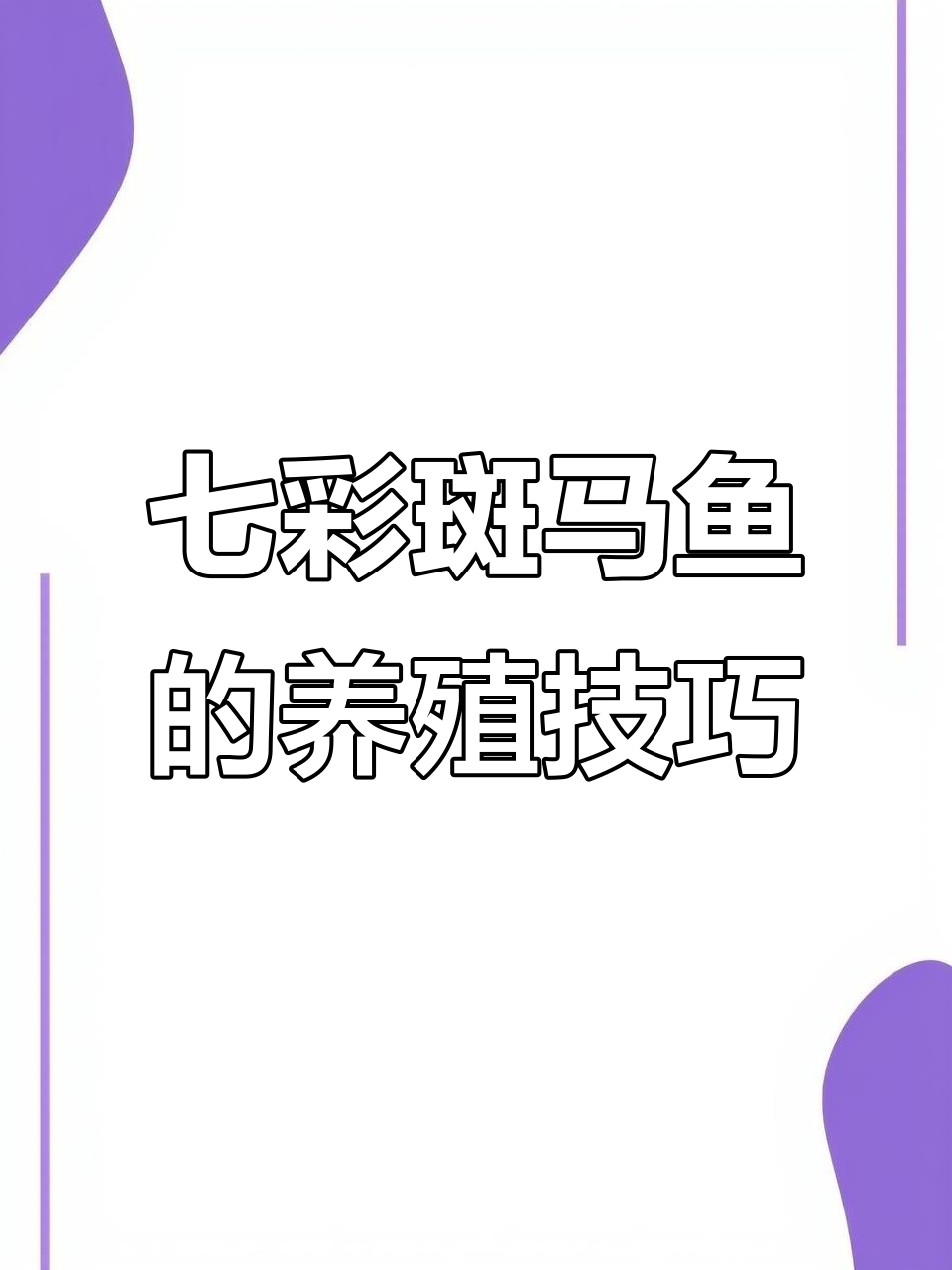 七彩斑马鱼:皮实好养,水温适宜即可