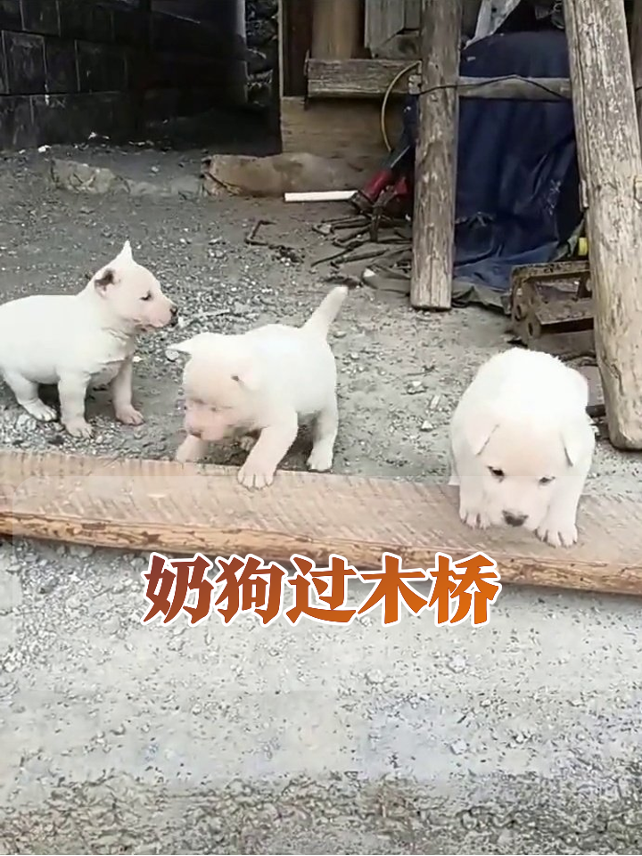 小白狗过木板笨手笨脚，最后抱团摸鱼笑翻网友