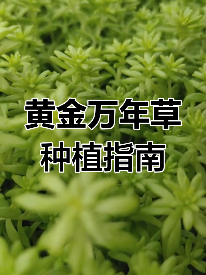 黄金万年草的养护与繁殖技巧