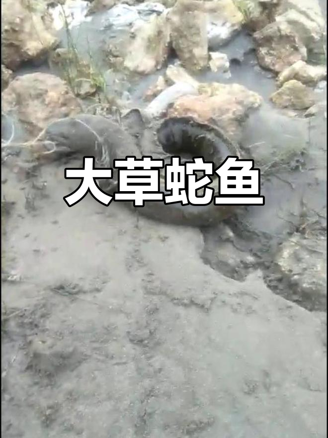怒江大蛇鱼,你见过吗?