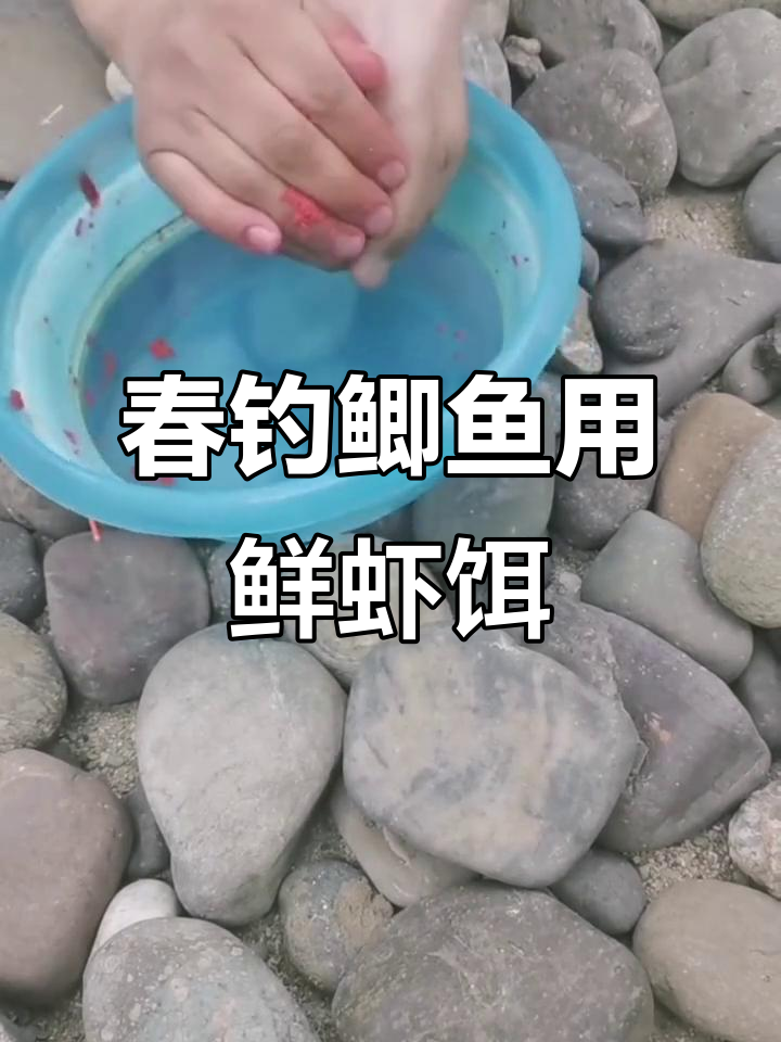 春季钓鲫必备鲜虾饵,轻松制作拉饵技巧分享