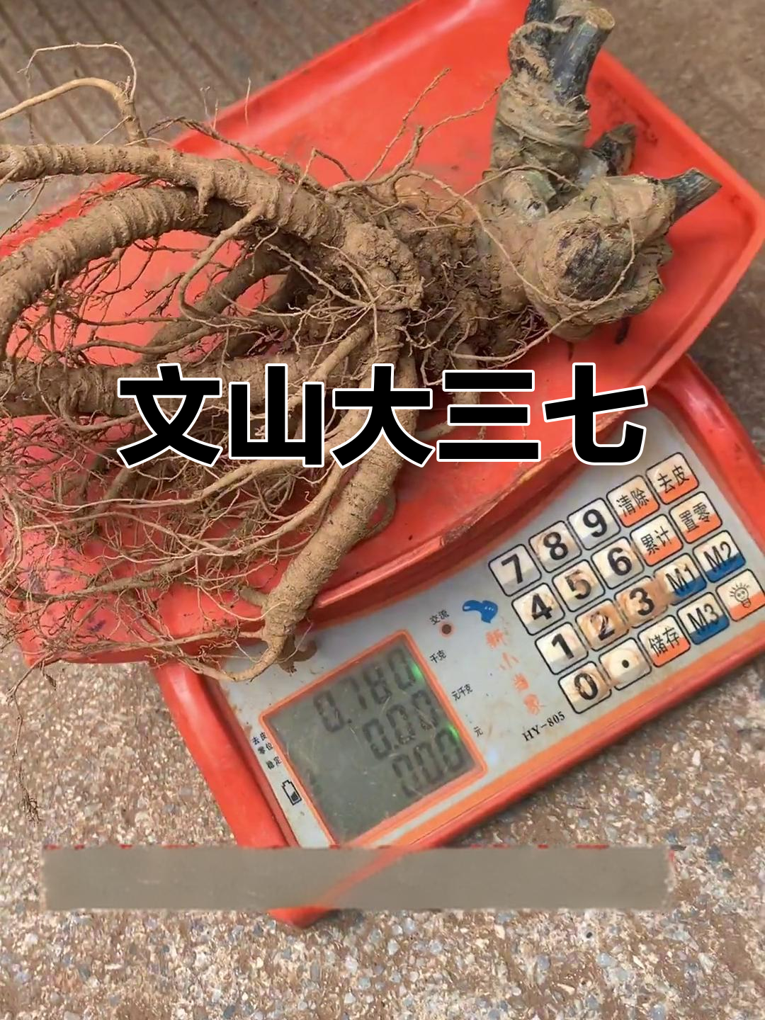 云南文山三七,根须完美,七八两一个超重!