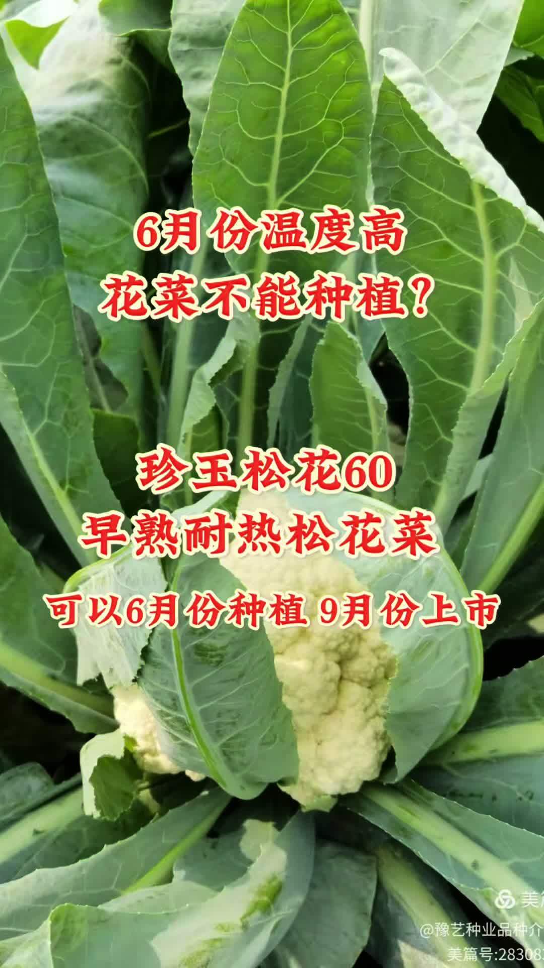 6月份温度高种不了花菜?珍玉松花60-早熟耐热松花菜,6月份 种植9月份上市!三农 耐热松