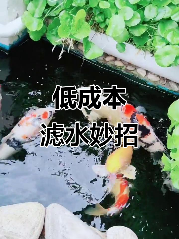 简单又省钱，鱼池过滤系统轻松搞定！