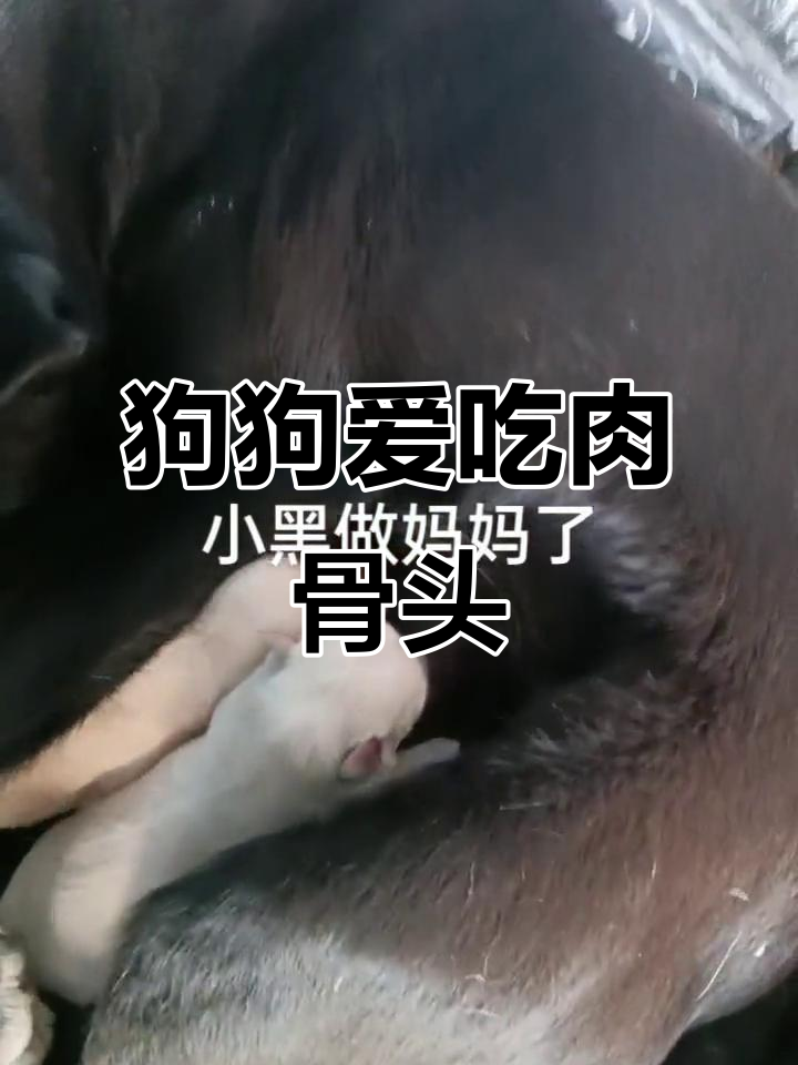 小狗妈妈带你看肉骨头,可爱陪伴左右