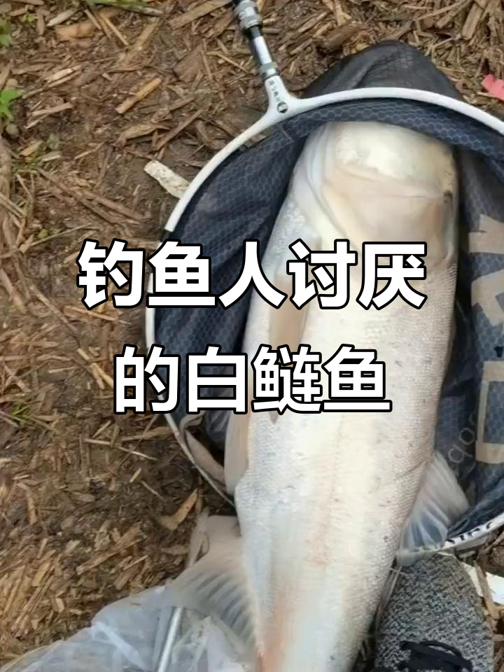 白鲢鱼为何成钓鱼人最嫌弃的垃圾鱼?揭秘养殖污染问题